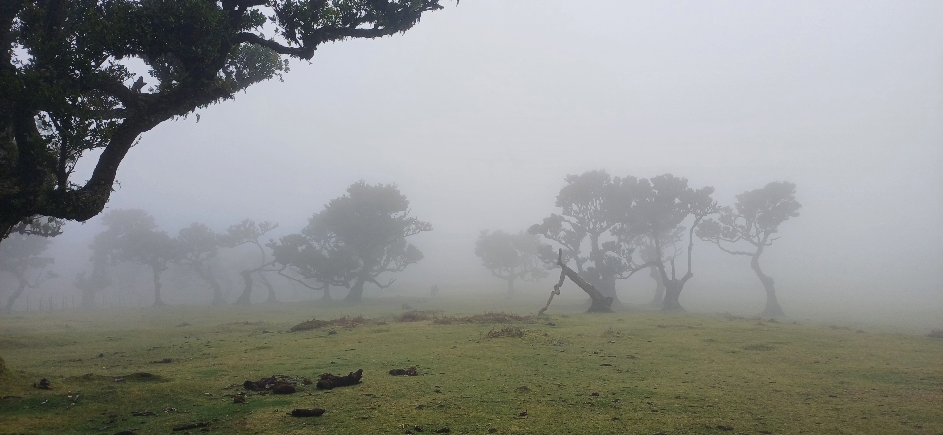 Fanal Forest