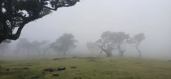Fanal Forest